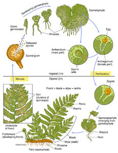 Fern Structure & Life Cycle