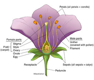 Generalized Flower Structure
