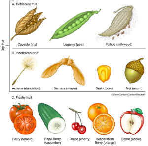 Fruit Types