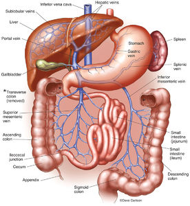 Hepatic Portal System Overview