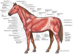 Horse Superficial Muscles