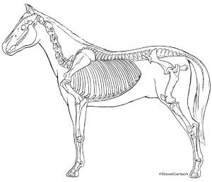 Horse / Equine Skeleton - B&W line art - Lateral view
