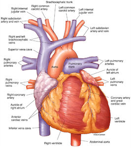 Human Heart - Anterior View