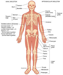 Human Skeleton - Front View