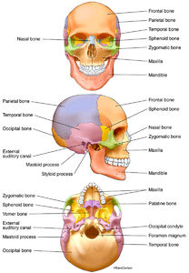 Bones of the Human Skull 