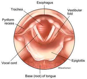 Larynx - Superior View