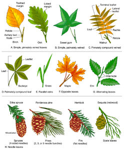 Leaf Types (Morphology)