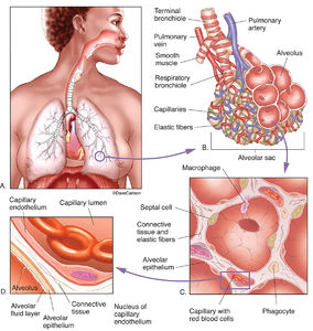 Lung Tissue Structure
