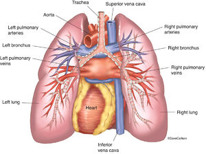 Lungs & Heart - Posterior View