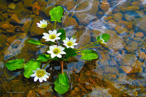 Marsh Marigold - Rocky Mountain Wildflower