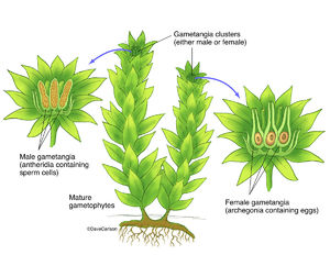 Moss Structure