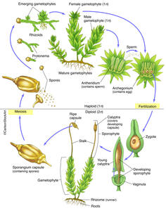 Moss Life Cycle