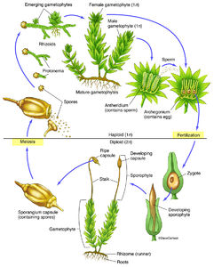 Moss Life Cycle