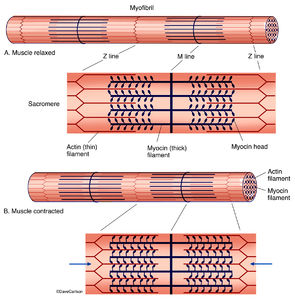 Muscle Contraction