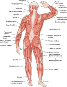 Muscular System Carlson Stock Art