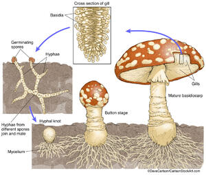 Mushroom Life Cycle 1