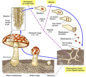 Mushroom Life Cycle 2