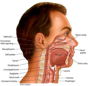 Digestive & Respiratory Structures of the Head & Neck
