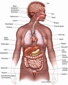 Illustration of an overview of the organs of the human body