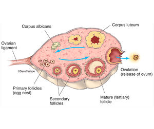 Ovary & Ovulation Diagram