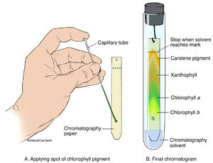 chromatography paper biology general chromatogram science