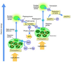 Photosynthesis