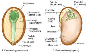 Comparison of Pine & Bean Seed Structure