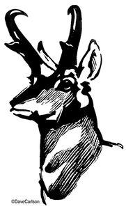 Pronghorn Antelope Illustration