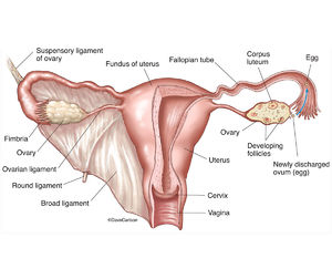 Female Reproductive System