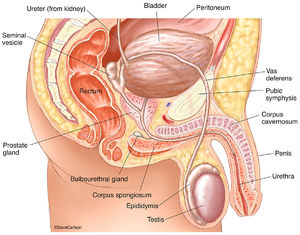 Male Urinary & Reproductive Organs