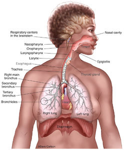 Respiratory System