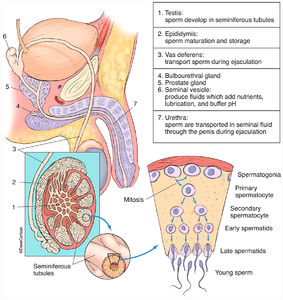 Spermatogenesis & Sperm Storage & Transport