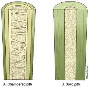 Plant Stem Pith