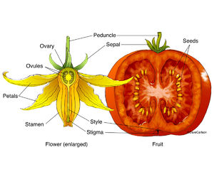 Structure of Tomato Flower and Ripe Tomato Fruit