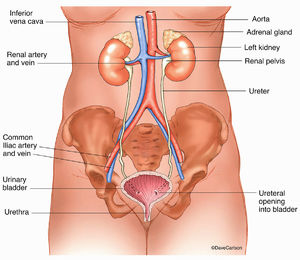 Urinary System Overview