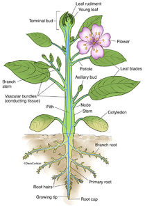 Vascular Plant Structure