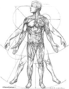 Anatomic Vitruvian Man