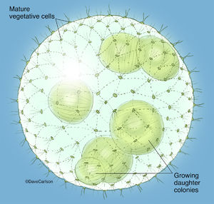 Volvox Colony - Green Algae