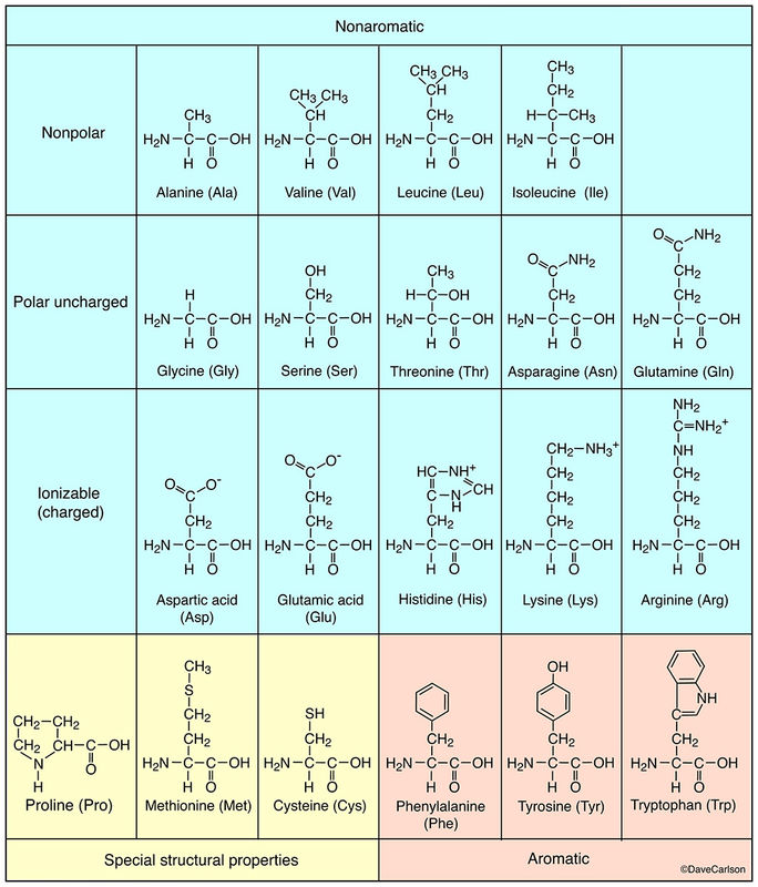 Amino Acid Molecular Structure Carlson Stock Art