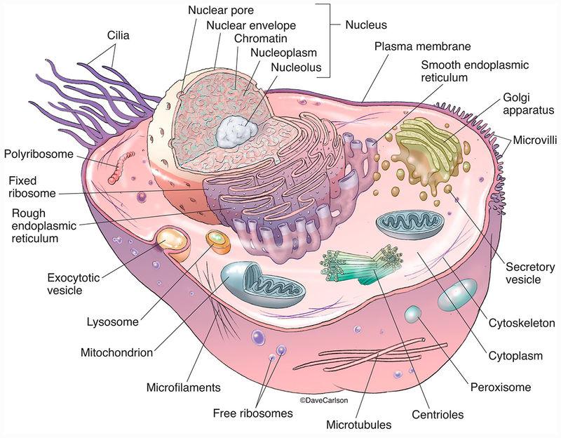 Animal cell structure carlson stock art