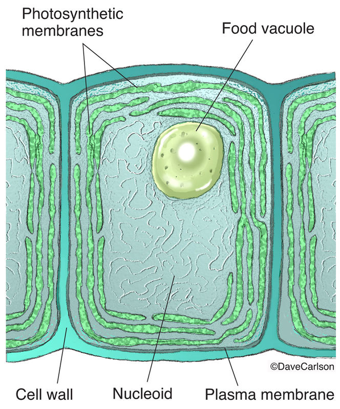 Cyanobacteria Cell Structure | Carlson Stock Art