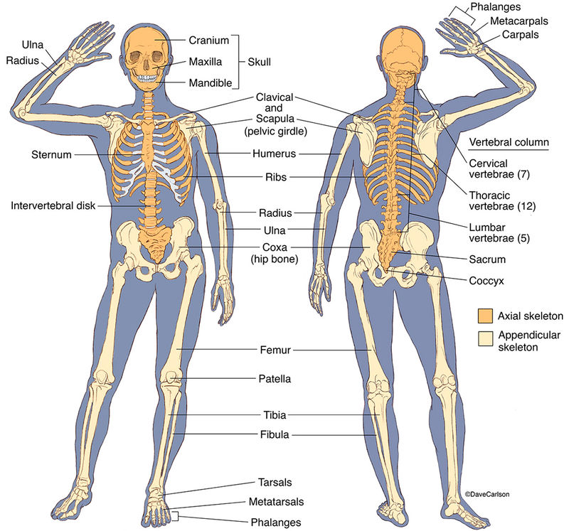 Skeletal System | Carlson Stock Art