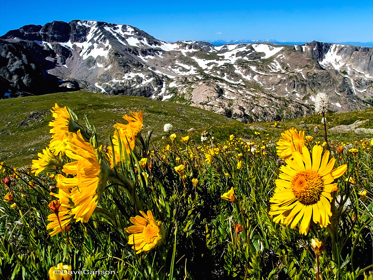 High altitude 'Old-Man-of-the-Mountain' Alpine Sunflower (Hymenoxys grandiflora) on the tundra of  Boulder-Grand Pass, Rocky...