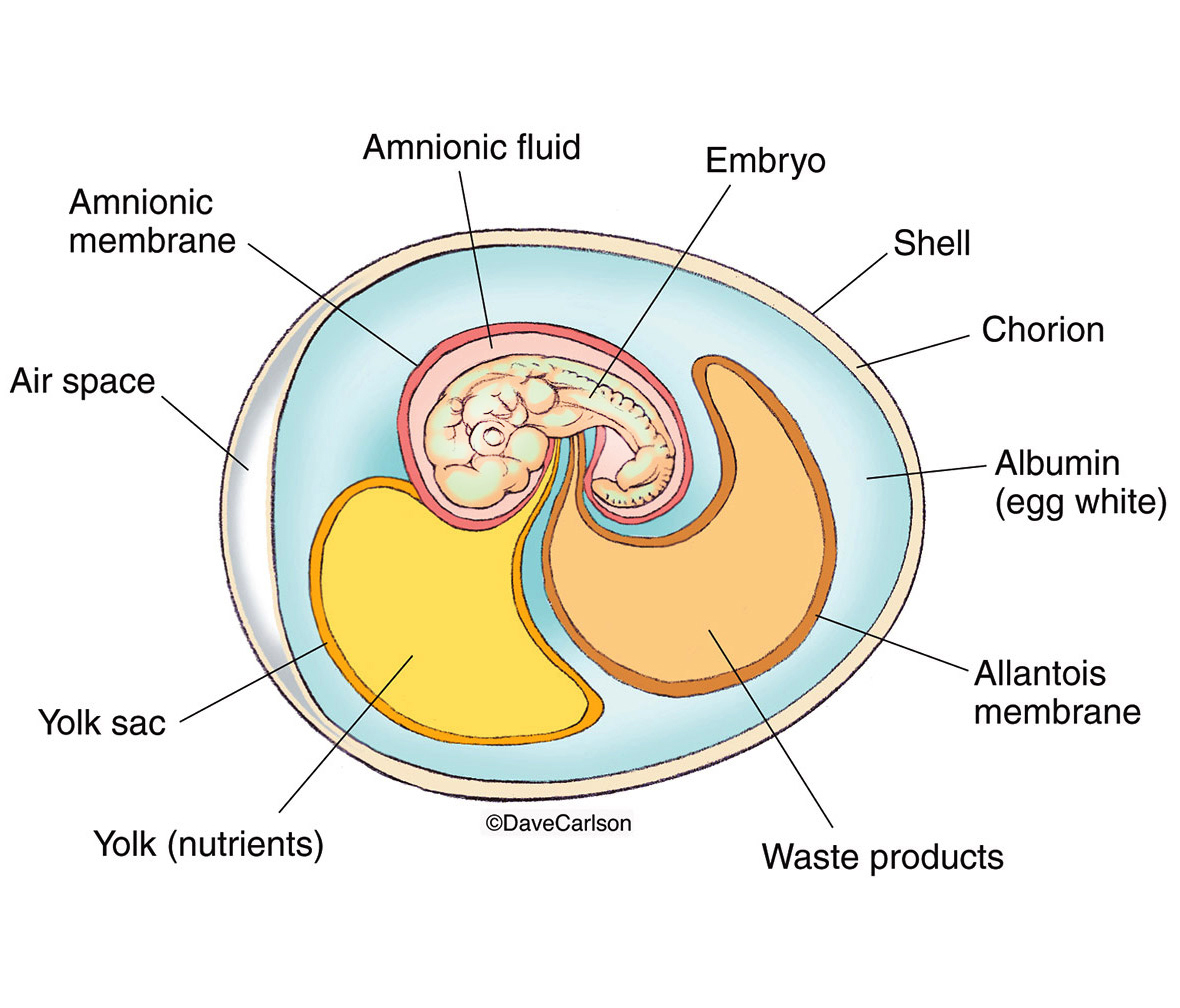 Illustration of the internal structure of an amnionic egg of the type produced by reptiles, birds and egg-laying mammals.