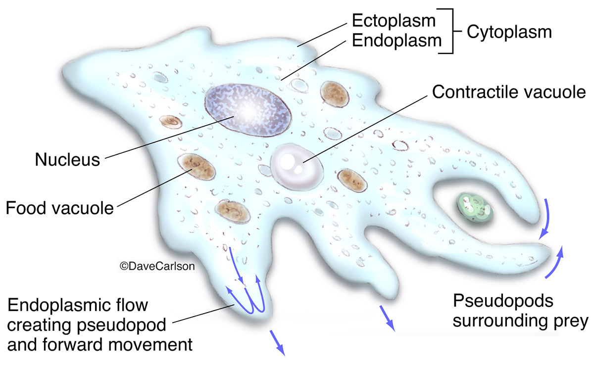 Illustration of the structure of a unicellular amoeba protozoan.