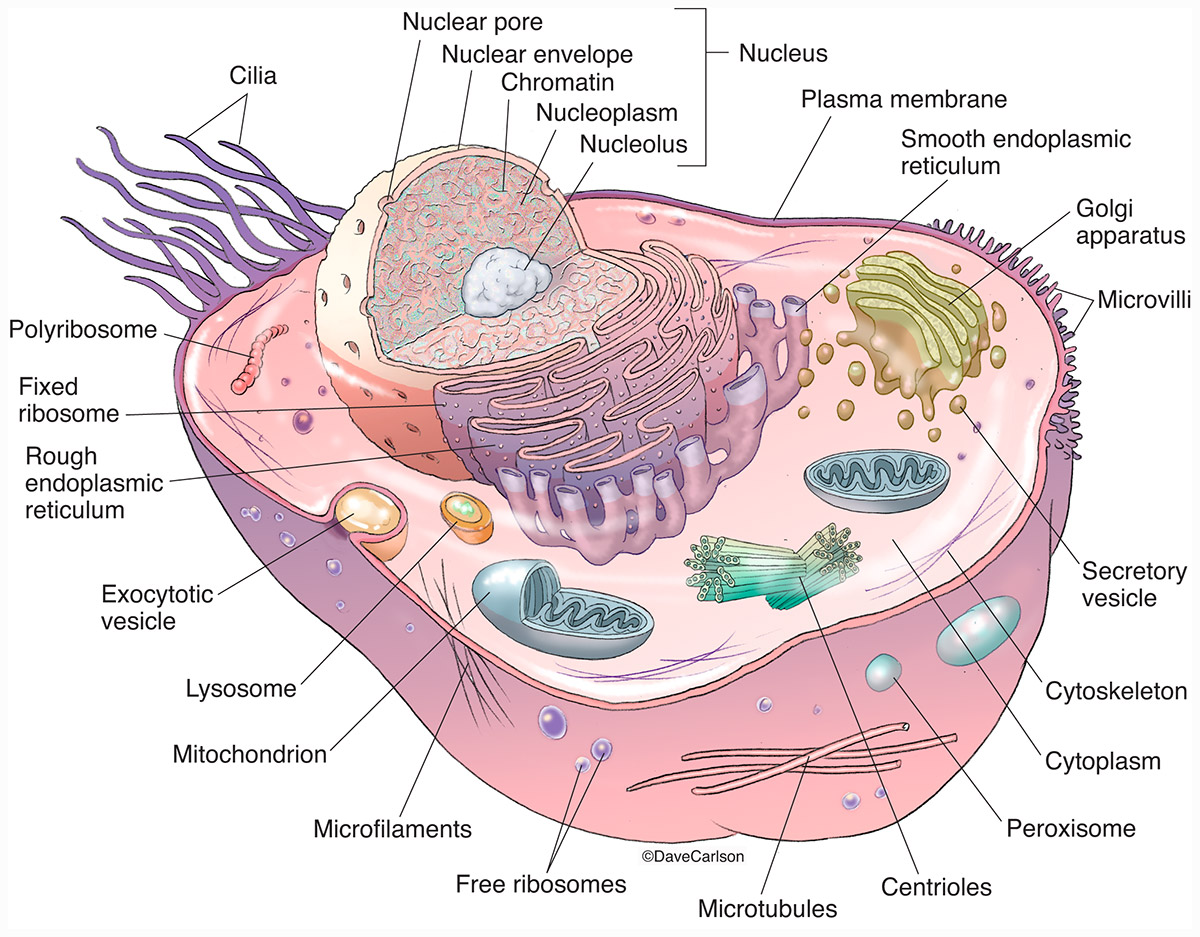 Animal Cell Structure Carlson Stock Art