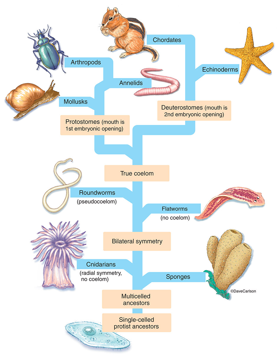 Illustration of the animal family tree, from unicellular protozoans through chordates.