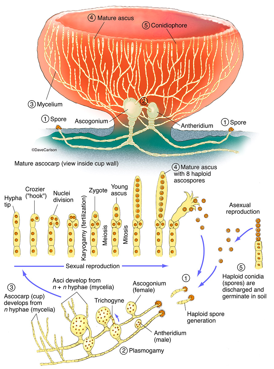 Illustration of the structure and life cycle of an ascomycete, commonly known as a cup or sac fungus.