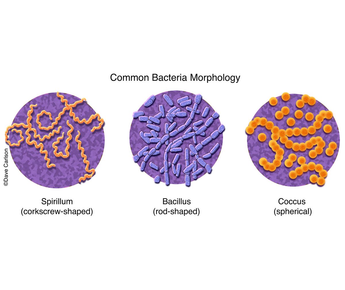 different types of bacteria shapes and info