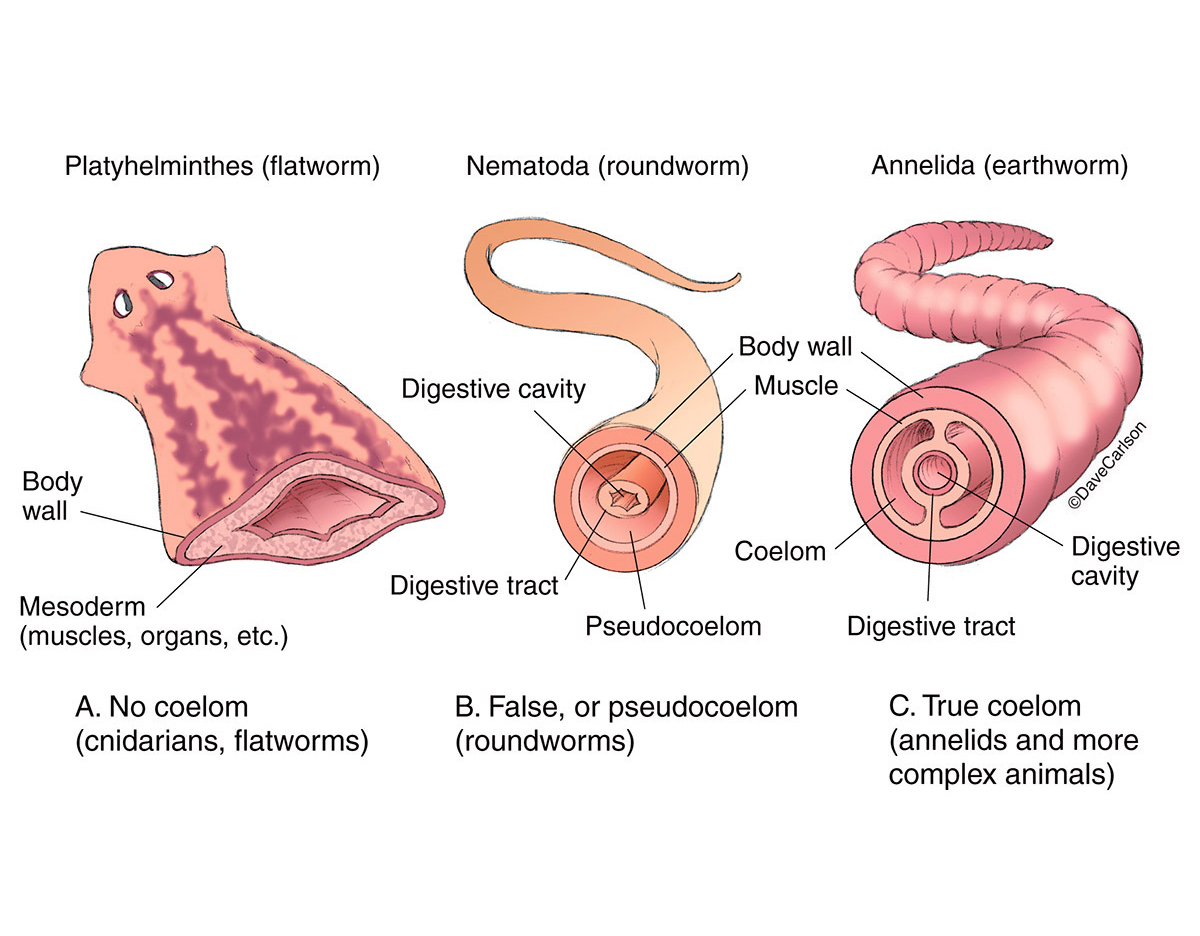Illustration of the three types of animal body cavities: no coelom, pseudocoelom and true coelom.
